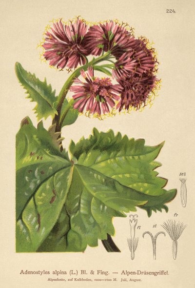 Adenostilo (Adenostyles alpina, Adenostyles glabra) de German School